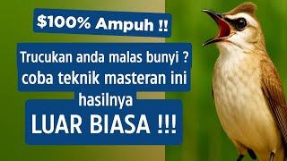 Download Lagu Masteran trucukan gacor ngalas tarung ropel paling bagus untuk pancingan trucukan agar bunyi nyaut MP3