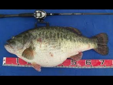 HUGE BASS CAUGHT AT A POND