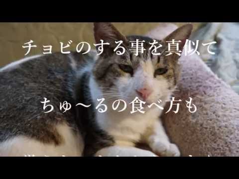 絢香 Ayaka - "真夏の果実