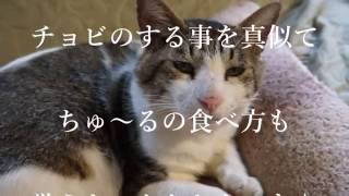 真夏の果実