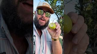 I found these apples on the street!