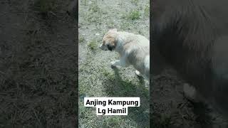 Anjing Hamil#shorts #anjinglucu #anjingpintar #anjing #anjingviral #anjingtiktok #anjingterlatih