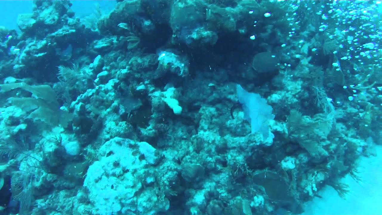 Scuba Diving Vieques And Culebra Travel Star★ Code Project YouTube