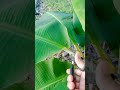 #short#with#meimei#take#banana#leaf💚🐈💚