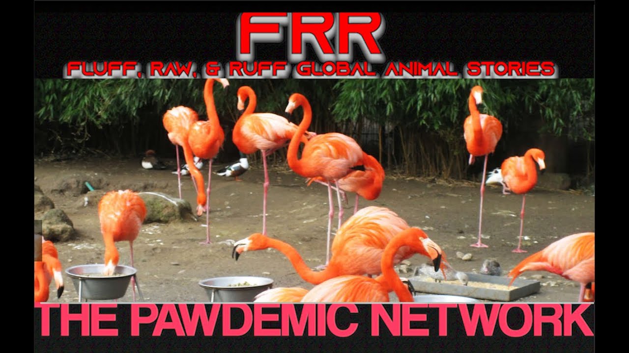 FRR 70 Animal Escape Artists YouTube