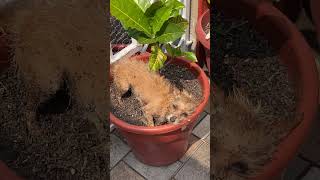 Freshly Bathed Dog Sunbathes in Plants