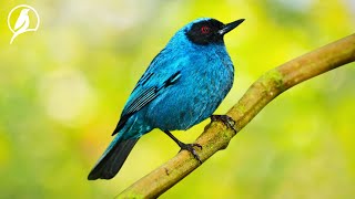 Beautiful Songs Of The Most Beautiful Birds In Nature - Meditation And Relaxing Sounds by Amazon Tropical 1,472 views 3 weeks ago 24 hours