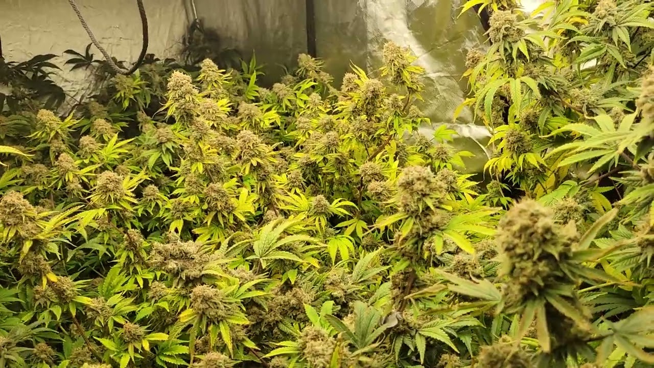 Strawberry Cough 🍓 - Week 10 of Flower 🌼