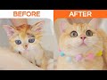 Rescued baby kitten before and after in 4 months  cat twix  lucky pawison