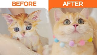 Rescued Baby Kitten Before and After in 4 Months | Cat Twix | Lucky Pawison