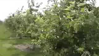 Cook 54 Apples
