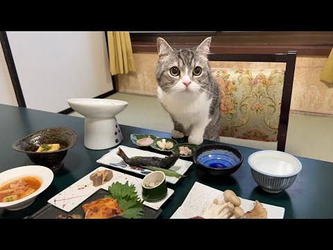 見たことないご馳走をおもてなしされた猫の反応がかわいすぎました…笑