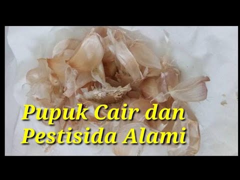 Video: Kulit Bawang: Sampah Atau Penolong?