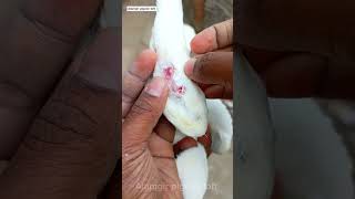 pigeon pox treatment  ✅💯🕊️ || viral || viralvideo || viralshorts || youtubeshorts || birds || edit