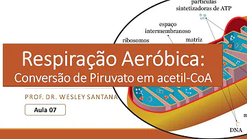 Que vitaminas são necessárias para a produção de acetil CoA a partir de piruvato?