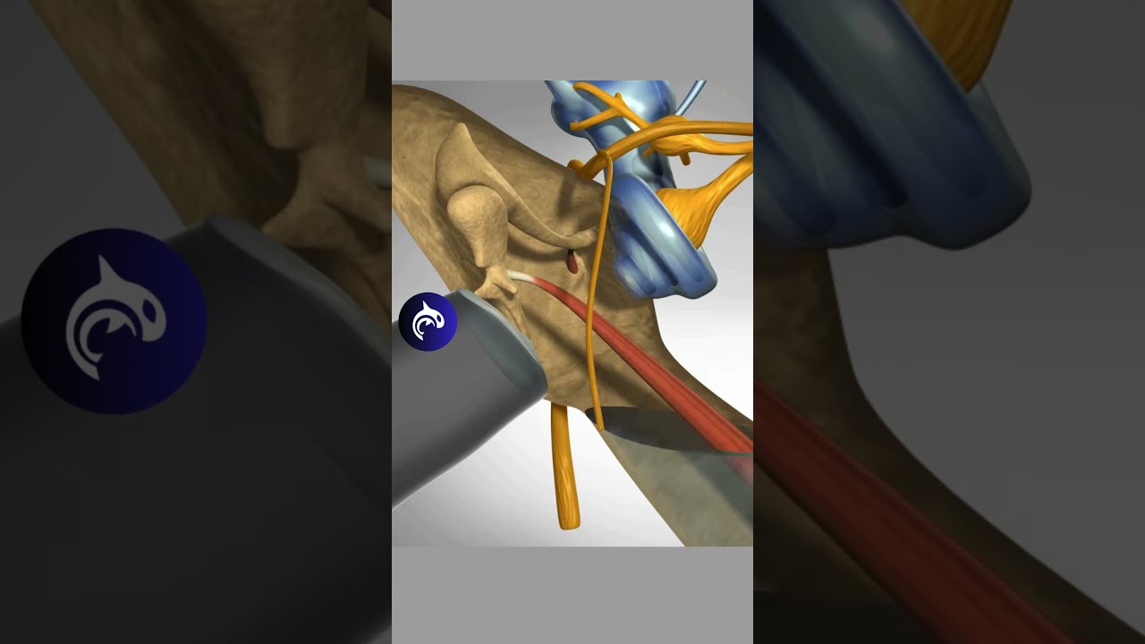 See Inside A Middle Ear Infection 