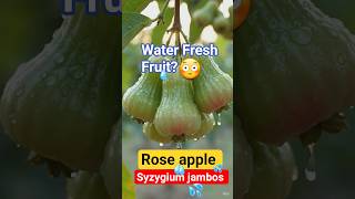 Rose apple | Syzygium jambos | Do you know ? #fruit #trending #conceptclarity #botanymcq