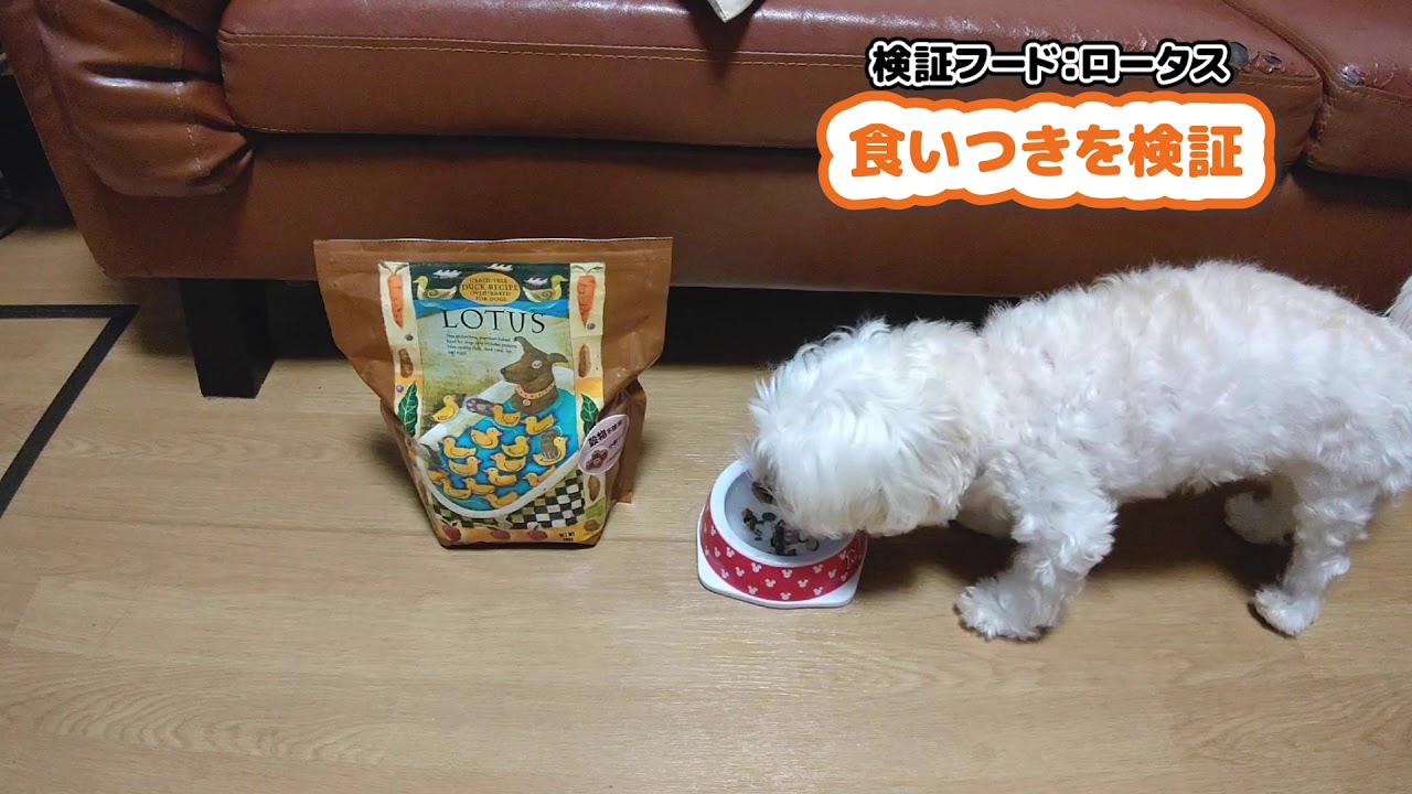 ロータスの口コミ評判 安全性を徹底検証 獣医師や飼い主の評価は Inunavi いぬなび ロータスの口コミ評判 安全性を徹底検証 獣医師や飼い主の評価は Inunavi いぬなび