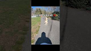 Dog Attack Caught On Camera ❌🦮 #deliverydriver #puppy #bestmoment #explore #dogshorts