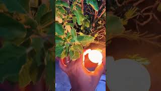 👍हफ्ते में एक दिन तुलसी उपाय जरूर करें 🙏🏻#tulsi #plants #motivation #facts #shortvideo #trending