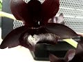 Orchid Care: Monnierara Millenium Magic 'Witchcraft' Bloom 🌸