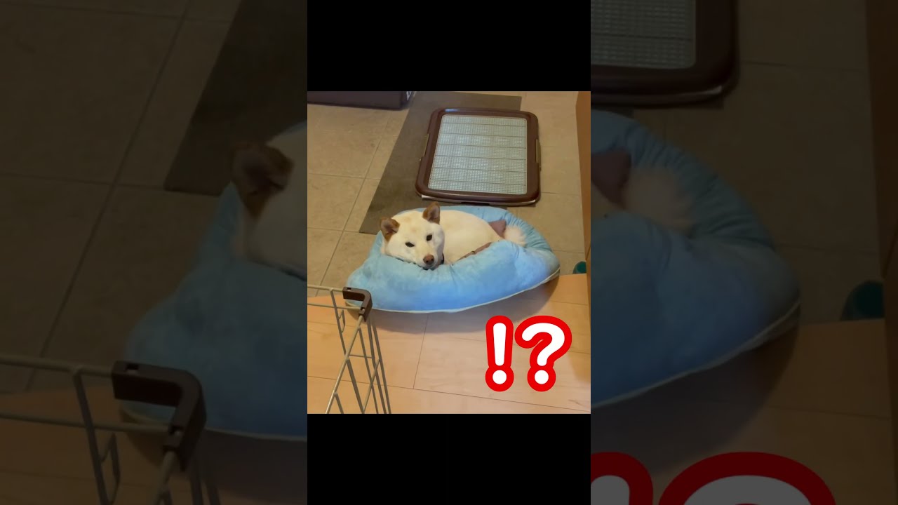 しば犬です。私の汗と涙が染み付いています。