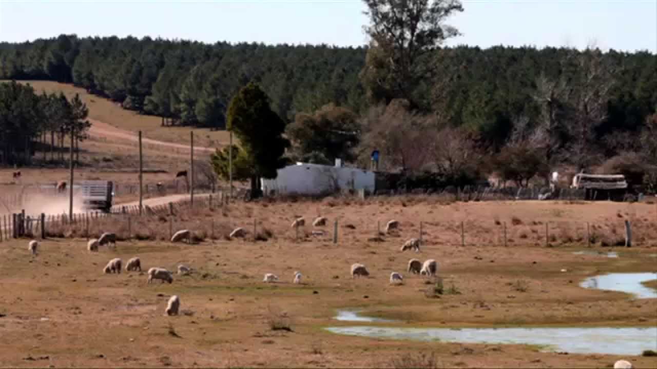 El sector forestal en Uruguay