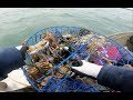 How to catch and clean crab - How to setup a crab trap