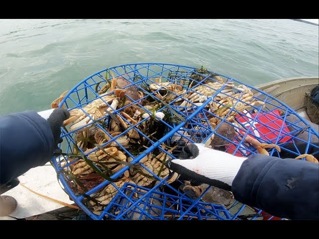 How to catch and clean crab - How to setup a crab trap 