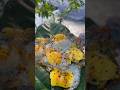 Forest Egg Hunting &amp; Stone Cooking ASMR #shorts