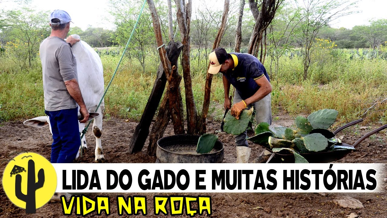 [VIDA NA ROÇA] Patrício na Lida do Gado e seu Paulo conta Histórias ...