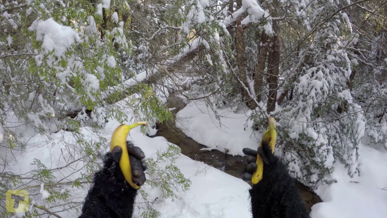 Harambe's Revenge: TopBuzz Original (Extended Version) Collaboration With PDK Films