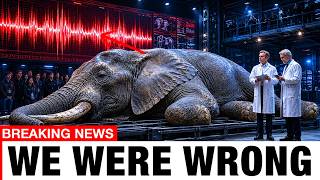 They Fed 10,000 Hours of Elephant Calls Into AI — The First Message Stunned Experts!