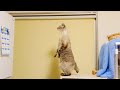 2本足で立って伸びる猫😸猫背どこ行っちゃったの?