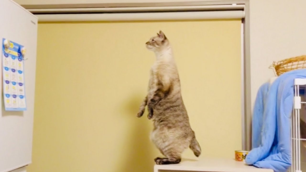 2本足で立って伸びる猫😸猫背どこ行っちゃったの?
