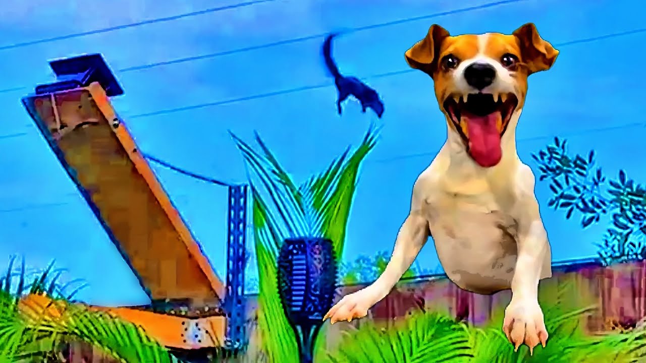 Laughing Dog - Squirrel Launcher 🐶 Funny Dog Meme