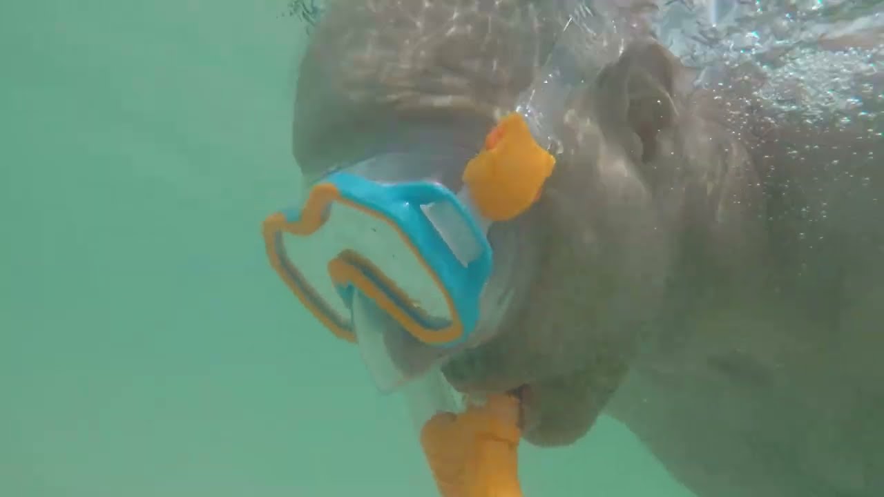 Should you take snorkeling gear on a cruise? Banana Bay, Freeport Bahamas - Kwambiri snorkel