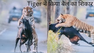 Tiger ने किया बैल का शिकार। पीलीभीत टाइगर रिजर्व। Tiger killed a bull। tiger attack.wildlife