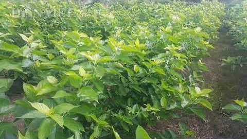 Tác dụng cây vọng cách