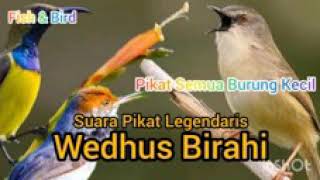 Pikat Semua Burung Kecil Legendaris | Wedhus Birahi