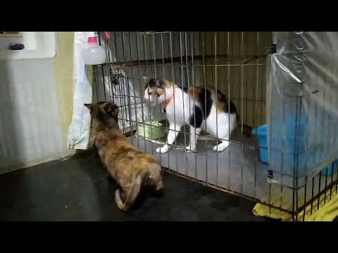 Video: Merawat Sarkoma Histiocytic Cancer Yang Agresif Pada Anjing Dan Kucing