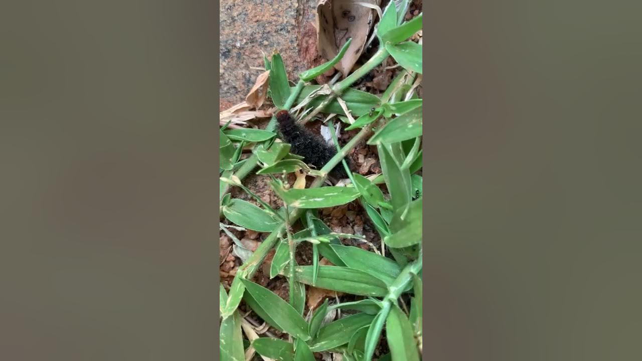 Survival struggle of blanket worm YouTube