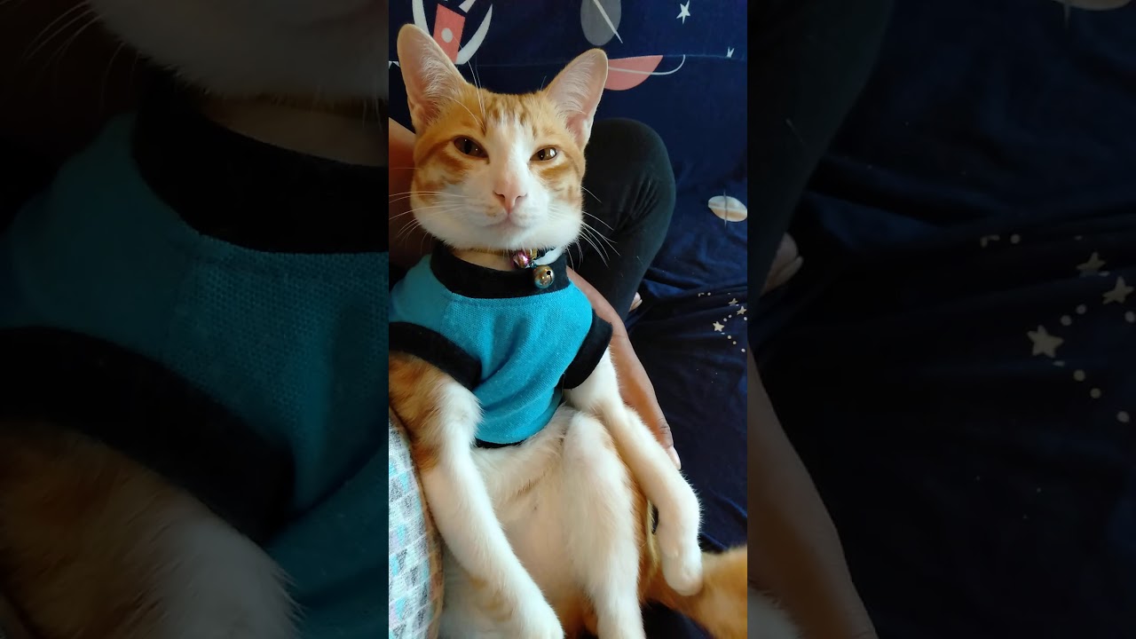 Cat relax 