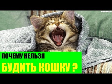 Почему нельзя будить кошку?