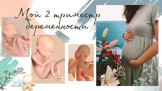 картинка: БЕРЕМЕННОСТЬ - МОЙ 2 ТРИМЕСТР 🤰