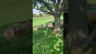 Sheep Grazing Below Sudeley Castle 苏德利城堡下的羊群