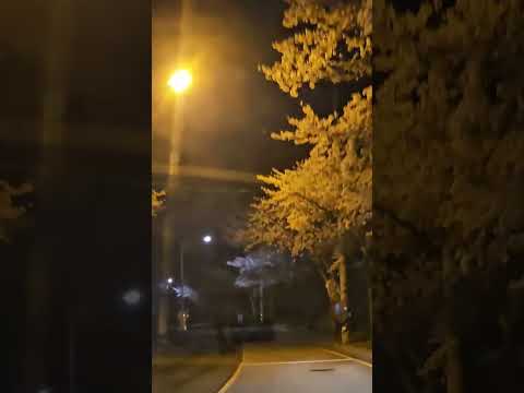 봄 나들이