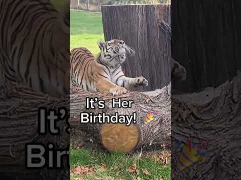 Vera The Amur Tiger Turns 12 Shorts 