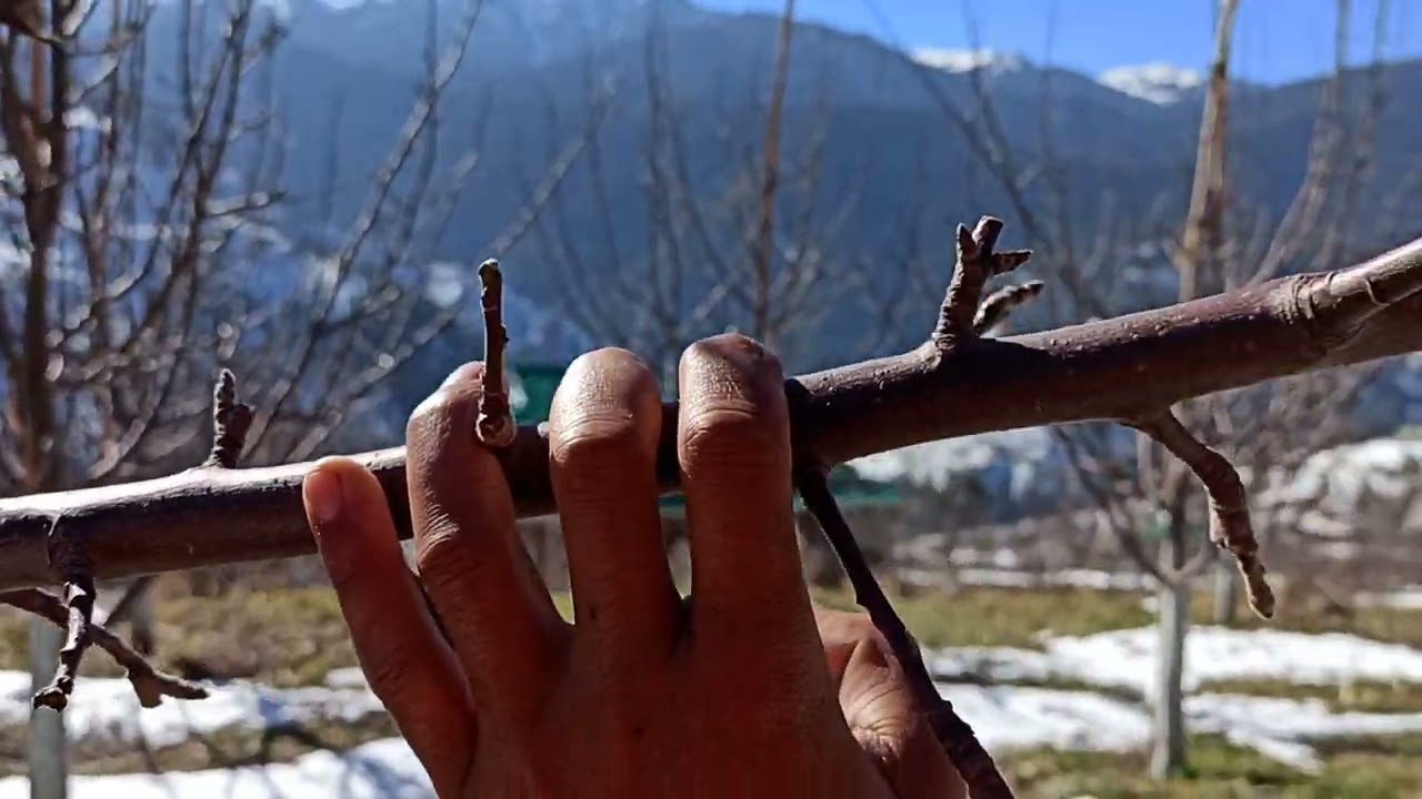 BUD FORMATION || Modern pruning 2022 || One Love Orchards