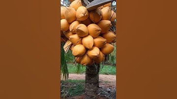 2years hybrid coconut tree hybrid#shortsvideo#shorts#coconut#trending#reels#amazing#video#happy